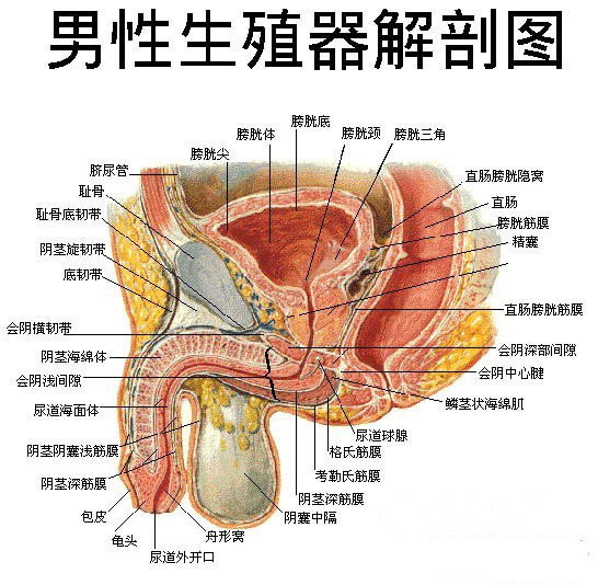 前列腺有点疼 尿液发黄